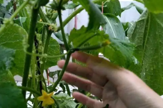 水果黄瓜的种植时间和管理方法
