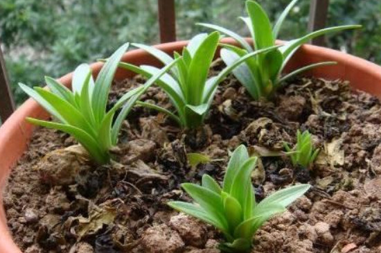 百合种球怎么种植