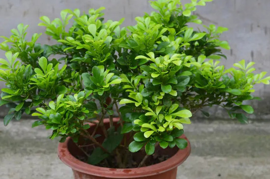 米兰花的养殖方法和注意事项 盆栽