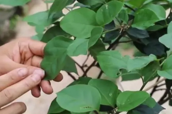 三角梅叶子一碰就掉