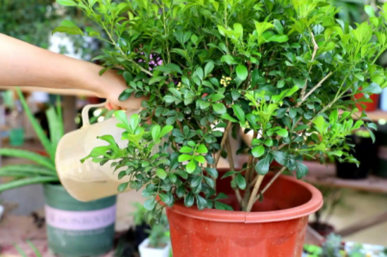 米兰花的养殖方法和注意事项 盆栽