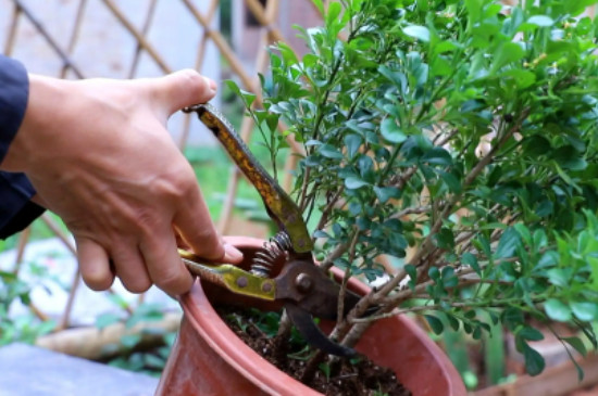 米兰花的养殖方法和注意事项 盆栽