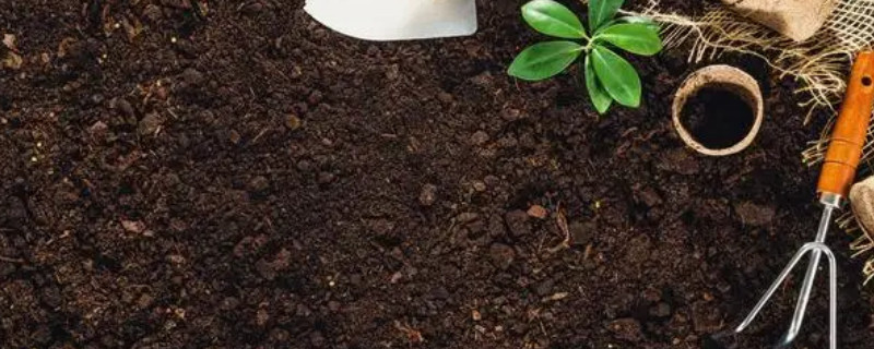 米兰花的养殖方法和注意事项 盆栽