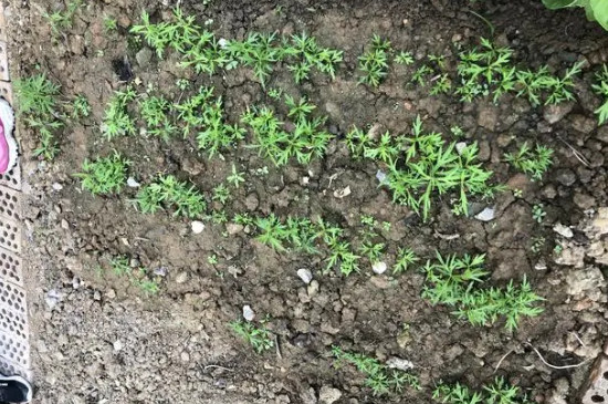 茼蒿的种植方法和时间