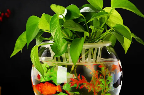 绿萝可以放鱼缸里和鱼一起养吗