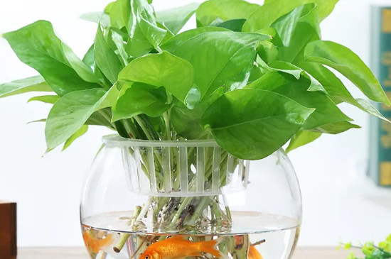 绿萝可以放鱼缸里和鱼一起养吗