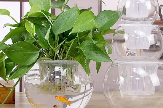 绿萝可以放鱼缸里和鱼一起养吗