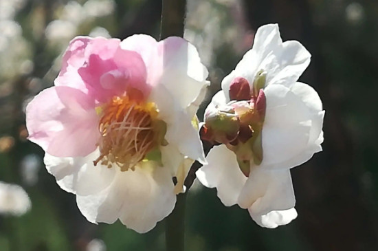 梅花零下多少度不会冻死