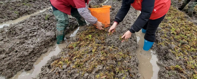 海花草适合什么土质种植