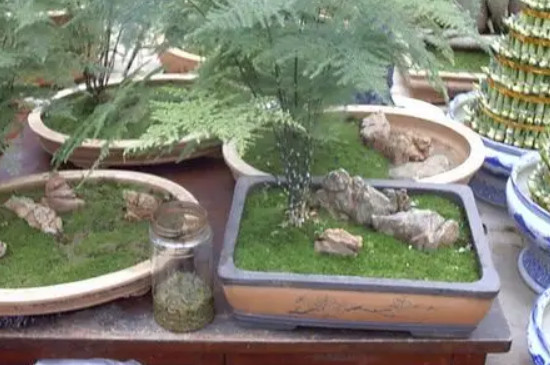 海花草适合什么土质种植