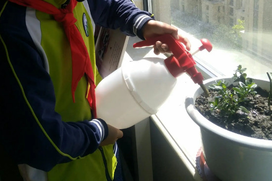 金鱼吊兰如何养护