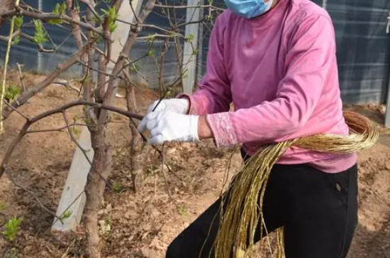 枣树修剪时间和方法