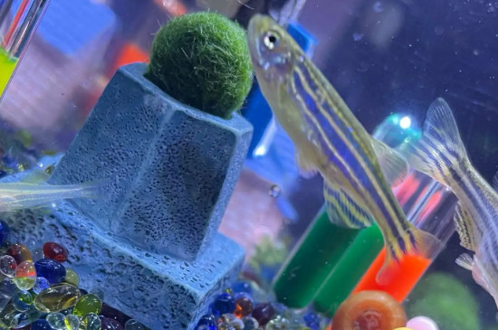 海藻球怎么变成2个