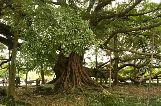 冬天榕树叶子发黄落叶怎么办