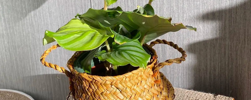 青苹果竹芋的养殖方法和注意事项