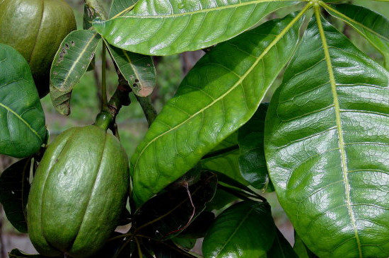 瓜栗冬天怎么浇水