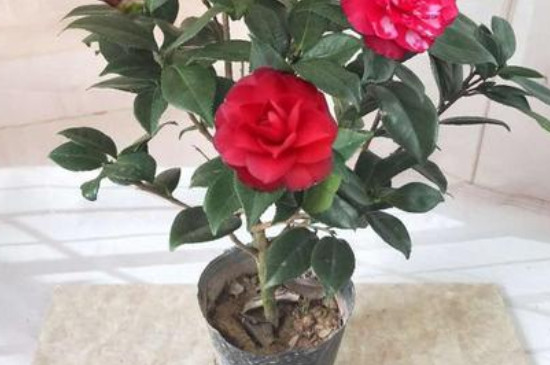 茶花移栽时间和方法