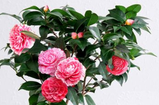 茶花移栽时间和方法