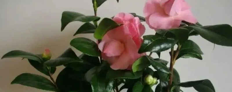 茶花移栽时间和方法