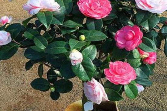 茶花移栽时间和方法