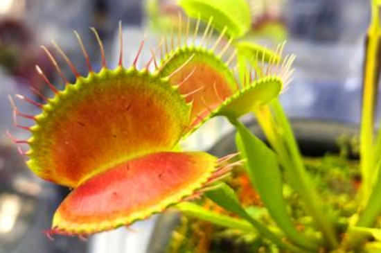 捕蝇草的特点