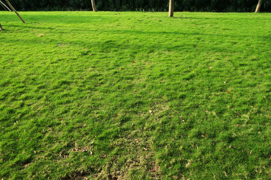 园林绿化常用草种哪些