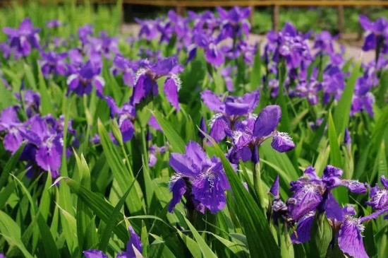 紫色紫罗兰花语