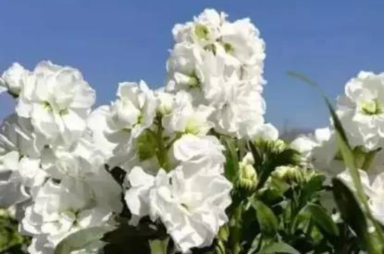 紫色紫罗兰花语