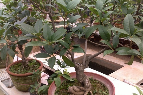 桂花的养殖方法和注意事项 盆栽