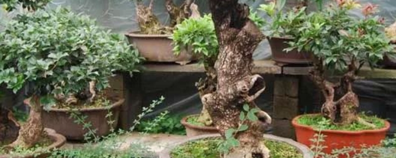 桂花的养殖方法和注意事项 盆栽