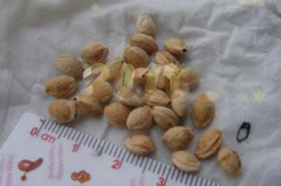 车厘子怎么种才能结果