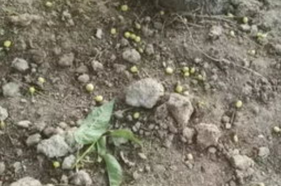 车厘子怎么种才能结果