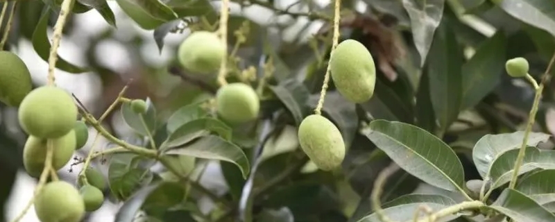 芒果树几年才能结果