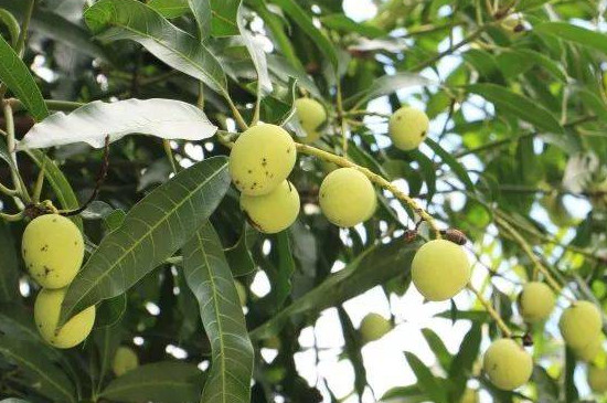 芒果树几年才能结果