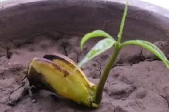 芒果树几年才能结果