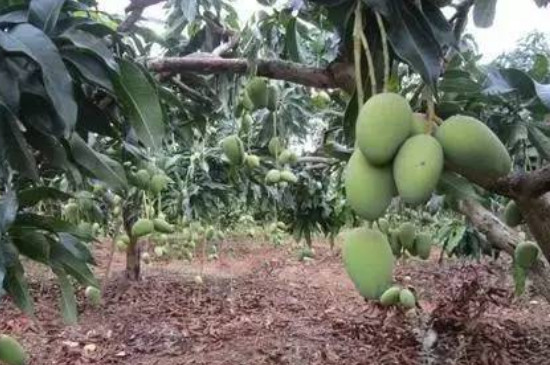 芒果树几年才能结果