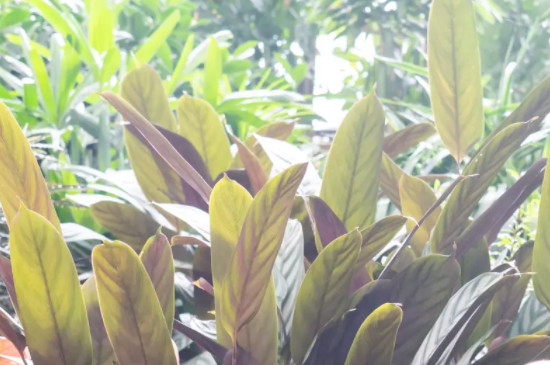 飞羽竹芋叶子卷曲还能恢复吗