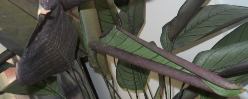 飞羽竹芋叶子卷曲还能恢复吗