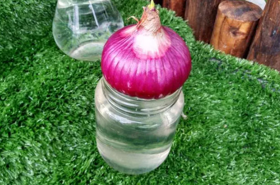 洋葱发芽了可以用水养吗