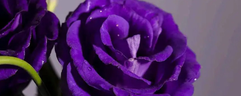 紫色玫瑰的花语是什么