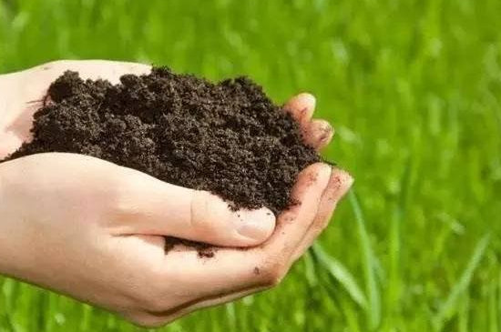 果树移栽怎样成活高