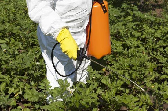 植物叶子上长白色粉末怎么办