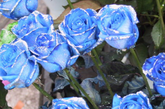 蓝色妖姬玫瑰花的花语是什么