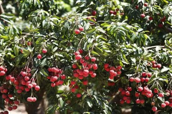 最耐寒的荔枝品种