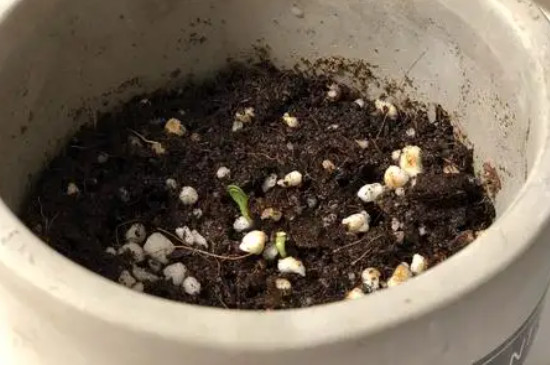 矢车菊的种植方法和注意事项