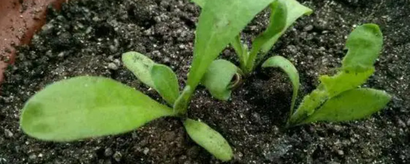 矢车菊的种植方法和注意事项