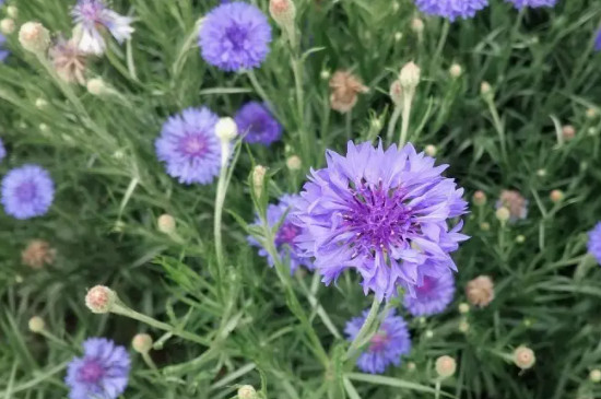 矢车菊的种植方法和注意事项