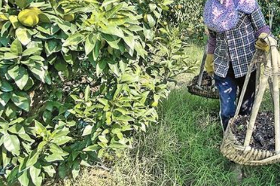 沃柑施什么肥最甜