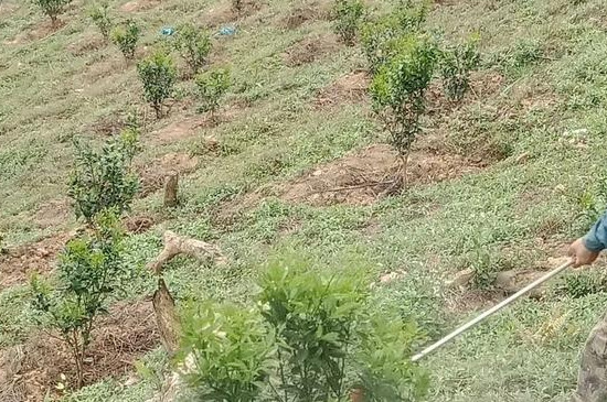 沃柑施什么肥最甜