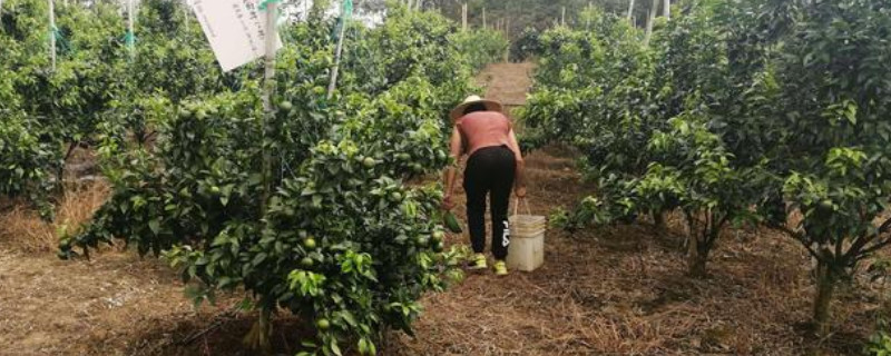 沃柑施什么肥最甜